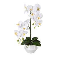 Gasper Umělá orchidej v keramickém květináči, 52 cm, bílá