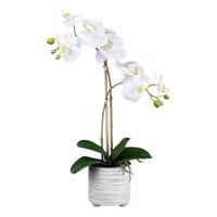 Gasper Umělá orchidej v keramickém květináči, bílá,  50 cm