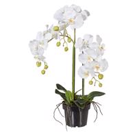 Gasper Umělá orchidej v plastovém květináči, 62 cm, bílá