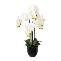 Gasper Umělá orchidej v pryskyřičném květináči, 69 cm, bílá
