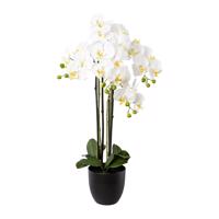 Gasper Umělá orchidej v pryskyřicovém květináči, 83 cm, bílá